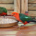 King Parrots by terryliv