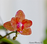 8th Apr 2014 - Orchid