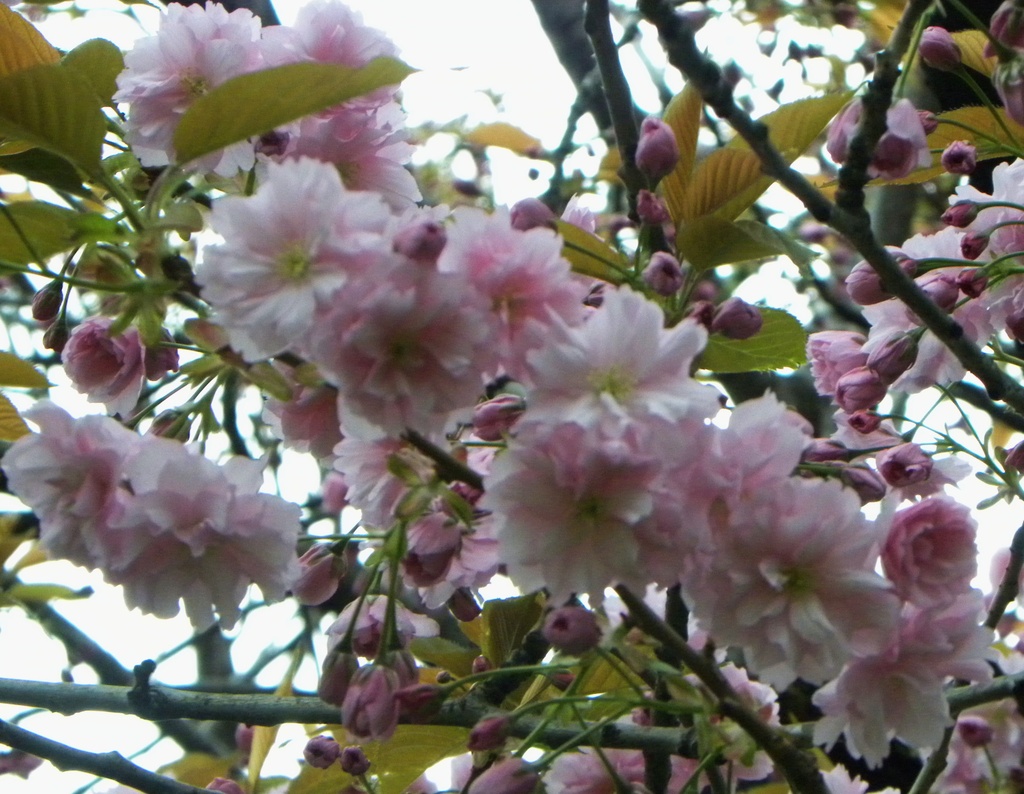 Pink Blossom by oldjosh