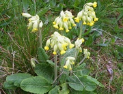 5th Apr 2014 - Cowslips