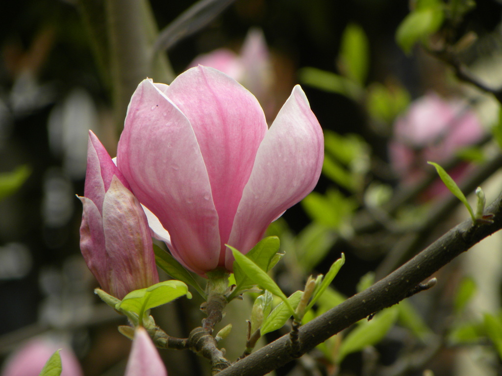 Magnolia by oldjosh