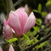 Magnolia by oldjosh