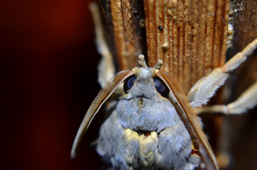 Rain Moth by dianeburns