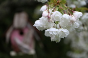 8th Apr 2014 - Cherry Blossoms