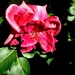 Ocvala ruža by vesna0210