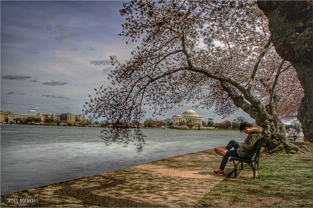 Windy Cherry Blossoms by sbolden