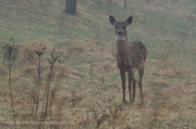 8th Apr 2014 - Deer in fog