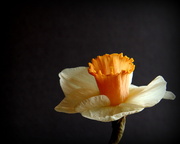 8th Apr 2014 - Daffodil Tutu