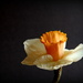 Daffodil Tutu by calm