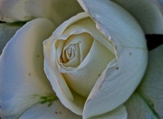 8th Apr 2014 - Garden Rose