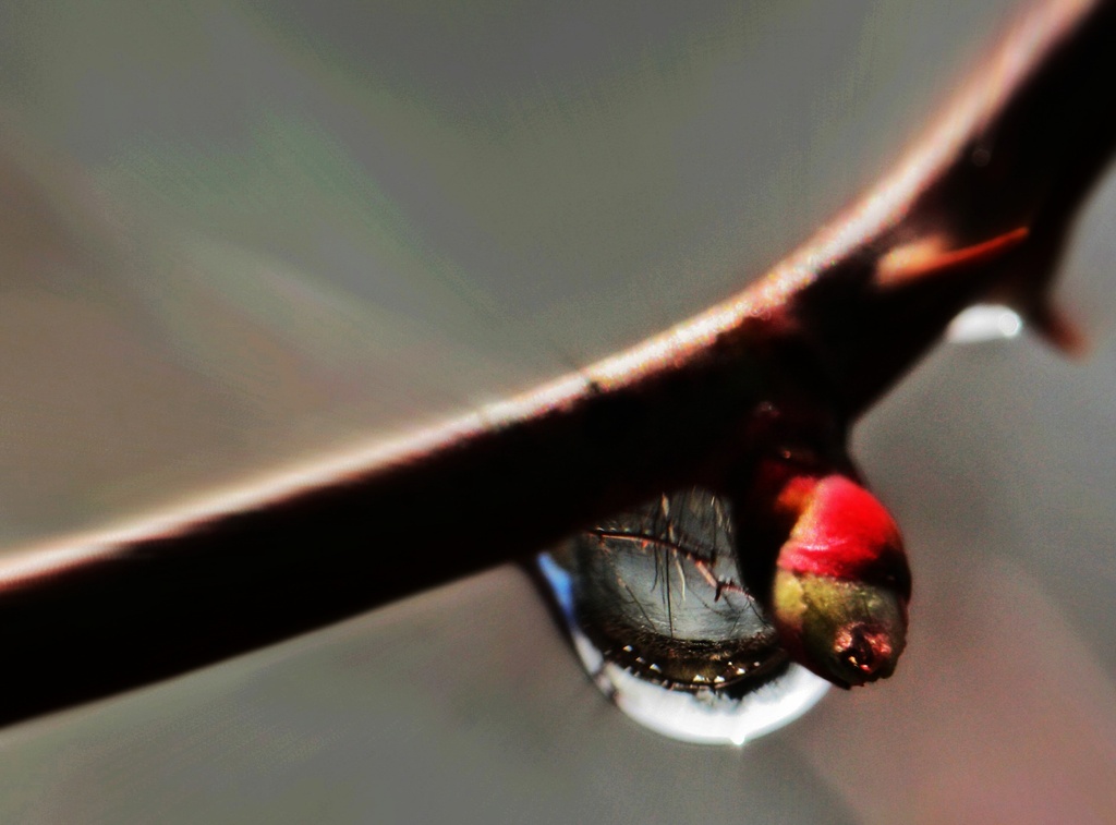 Raindrops on branches reflected ... by mzzhope