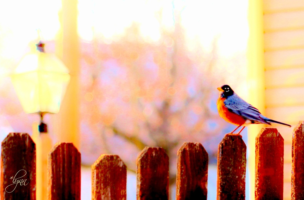 Backyard Bird by lynnz