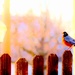 Backyard Bird by lynnz