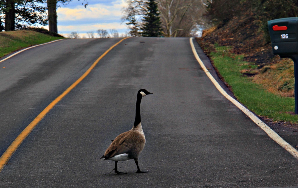 Why Did The Goose Cross The Road by digitalrn