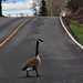 Why Did The Goose Cross The Road by digitalrn