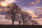 8th Apr 2014 - Happy Tree Family