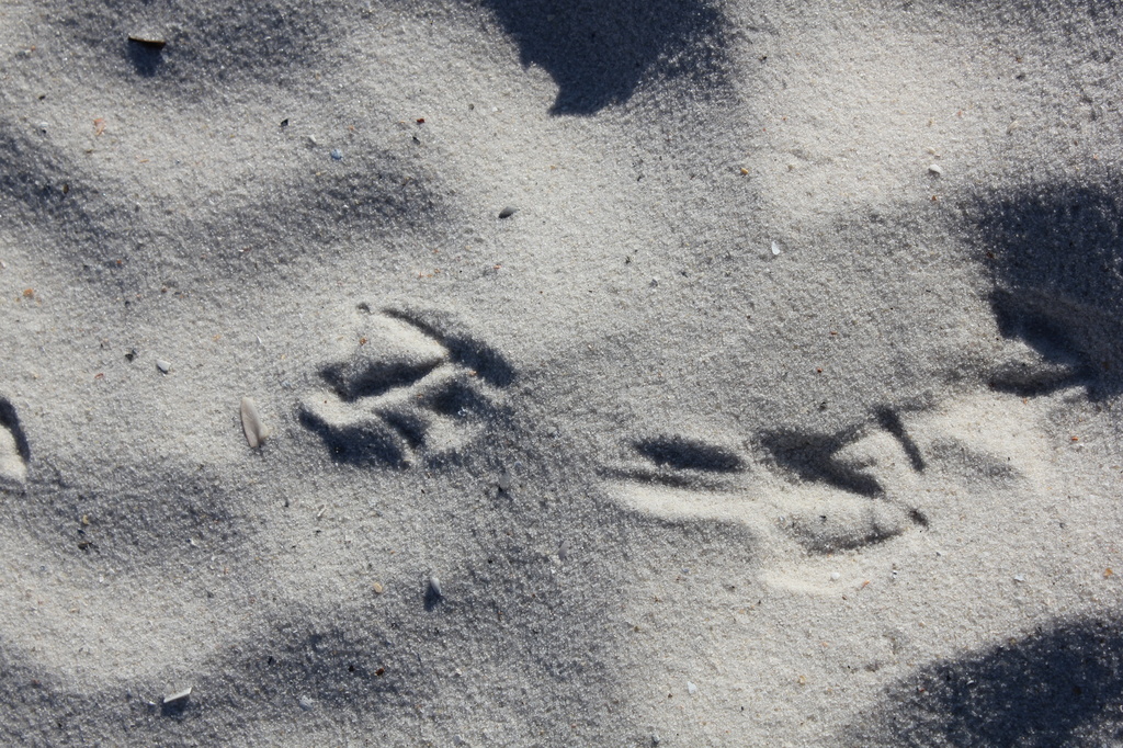 footprints by randystreat