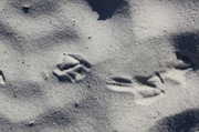 8th Apr 2014 - footprints