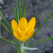 Day 308 Crocus by rminer