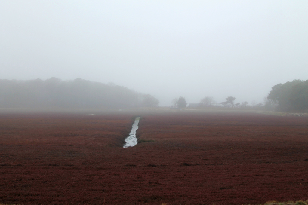 Cranberry Bog in Fog by lauriehiggins