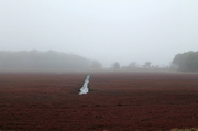 8th Apr 2014 - Cranberry Bog in Fog