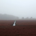Cranberry Bog in Fog by lauriehiggins