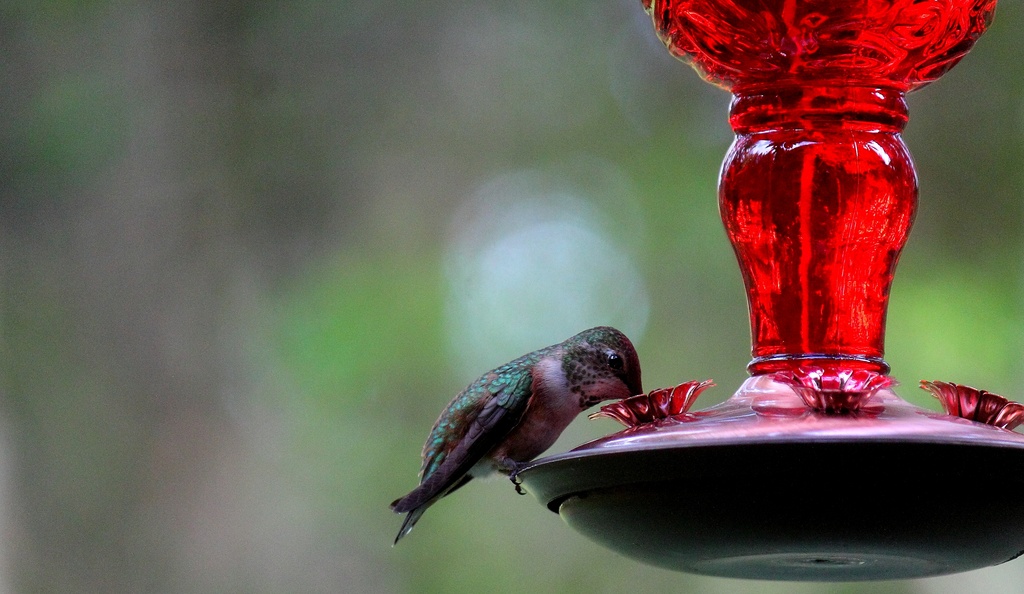 Thirsty Humming Bird. by jankoos