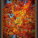 Colours of Autumn... by julzmaioro