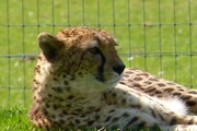 9th Apr 2014 - at Marwell Zoo