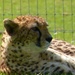 at Marwell Zoo by quietpurplehaze