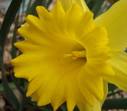 9th Apr 2014 - Daffodil