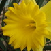 Daffodil by mcsiegle