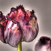 9th April 2014 - Goodbye beautiful tulips  by pamknowler