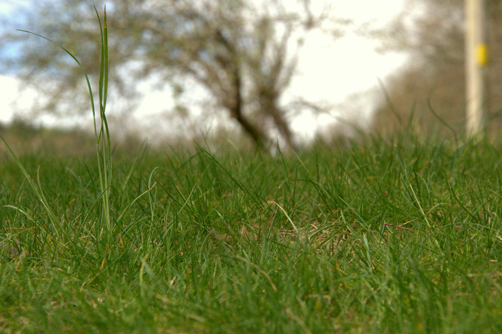 Grass by overalvandaan