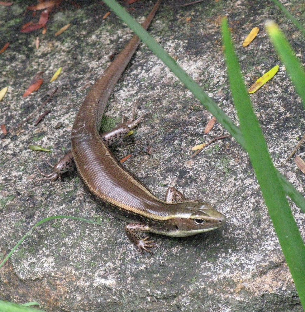 Skink by loey5150