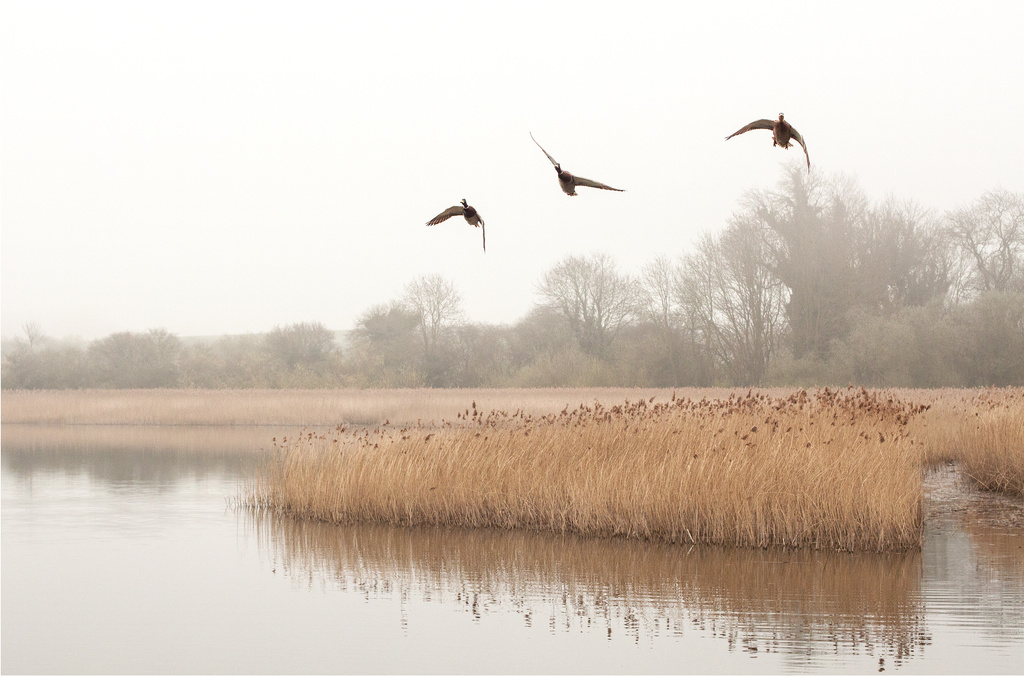 Misty morning at Marsworth 3 : Ducks' flyover by dulciknit