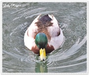 9th Apr 2014 - How Wide is a Duck.