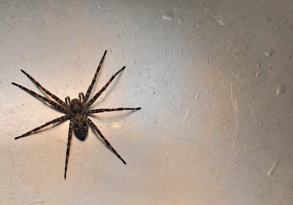 Big Bad Wolf Spider Paid Me a Visit by alophoto