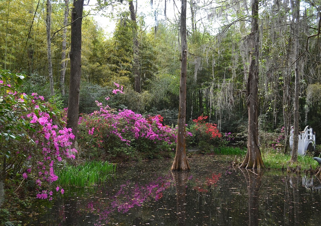 Magnolia Gardens, Charleston, SC  by congaree