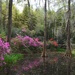 Magnolia Gardens, Charleston, SC  by congaree