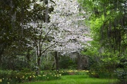 9th Apr 2014 - Magnolia Gardens, Charleston, SC