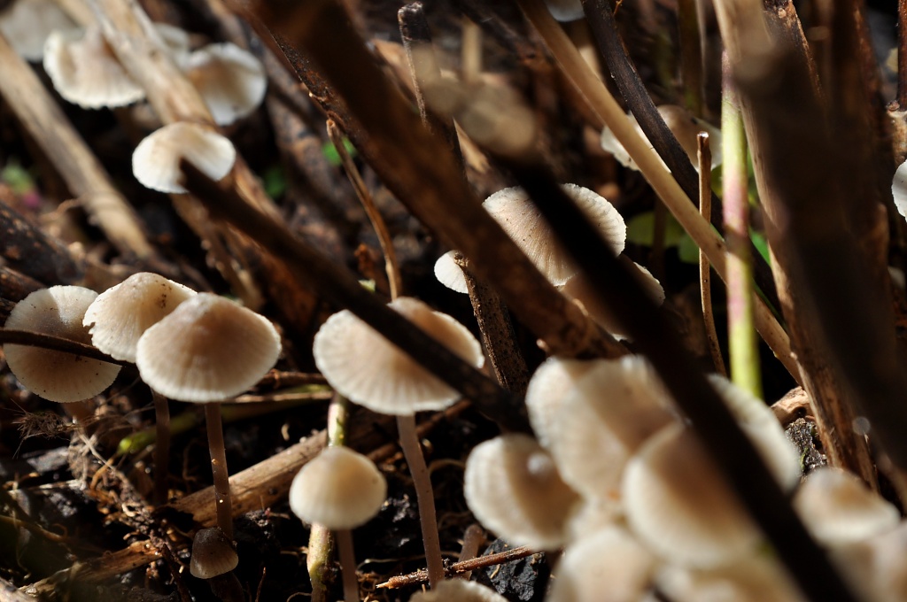 Mushrooms by dora