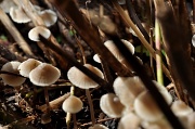 1st Oct 2010 - Mushrooms