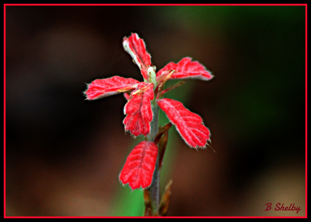 Red Flower by vernabeth