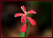 31st Mar 2014 - Red Flower