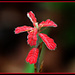 Red Flower by vernabeth