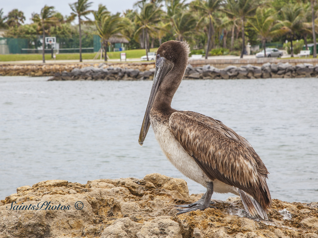 Pelican by stcyr1up