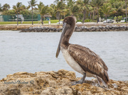 9th Apr 2014 - Pelican
