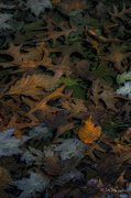 9th Apr 2014 - Remnants of The Fall