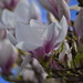 Magnolia by ziggy77